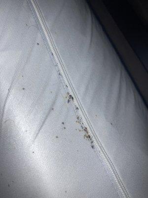 Bed bugs