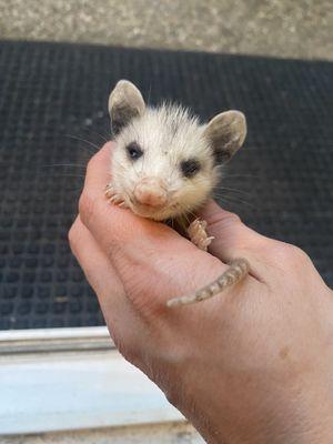 Baby Opossum orphan