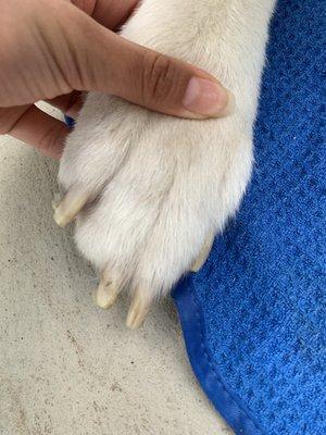 Paw cuts and horrible nail trim.