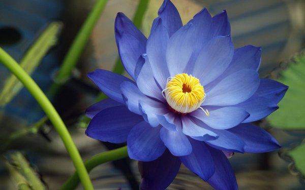 Blue Lotus Meditation and Mindfulness Center