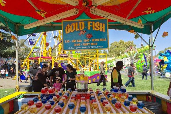 Win a gold fish :)