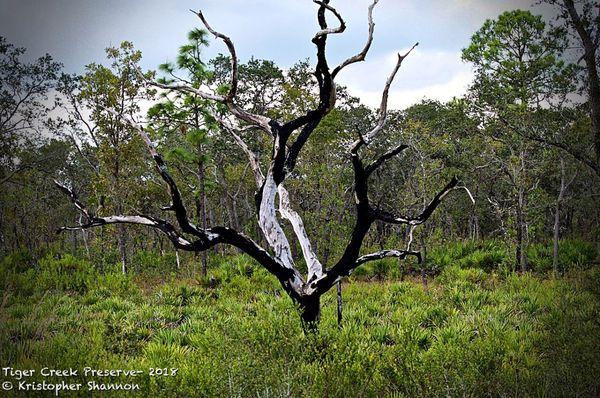 Tiger Creek Preserve