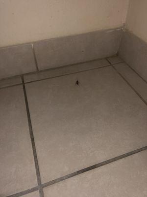 Roach in bathroom floor