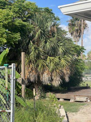 Tree trimming job in Aransas pass. before