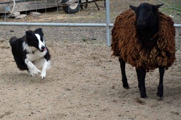 Sophie getting the sheep to listen.