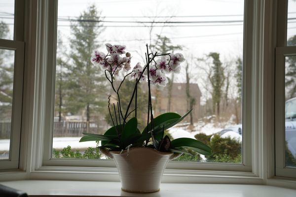 Orchids thrive throughout this place. Love the peace and tranquility.