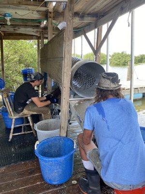 Processing oysters