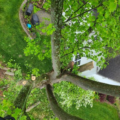 Tree removal