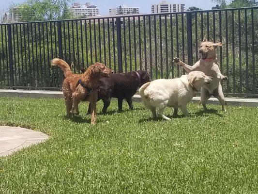 Dog play dates!