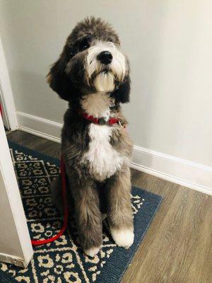 Bernedoodle grooming visit