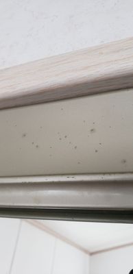 Mold spores in the bedroom?