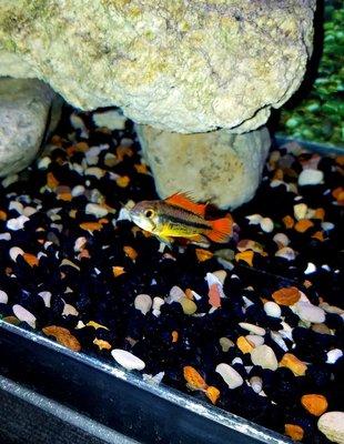 Apistogramma caucatoides orange flash