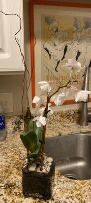 Dying orchid plant