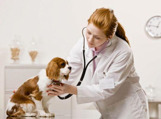 24 Hour Vet in Mountlake Terrace WA