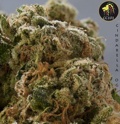 Lab Tested at 25.4% this is our Cinderella OG from the Connoisseur Shelf