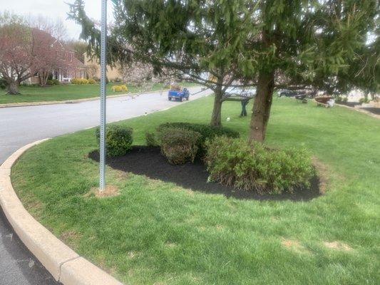 Fresh trimming and mulch