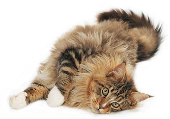 Cat Care  $18 for 20-30 mins. $25 for 45 mins. $35 for 60 mins.