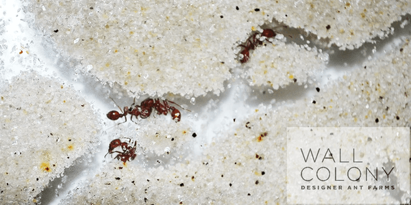 Wall Colony Designer Ant Farms