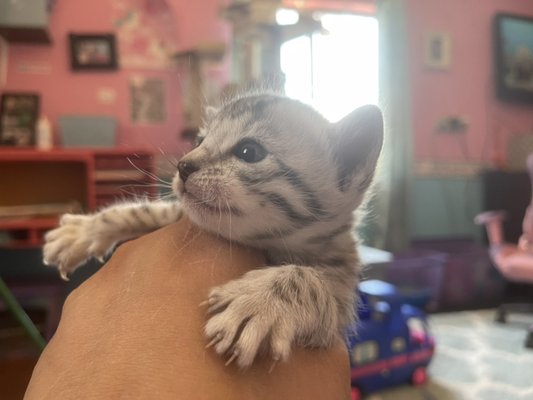 Bengal kitten