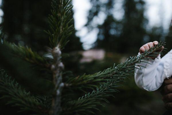 best seattle holiday mini session photographer - anna nodolf at Pfaff's tree farm