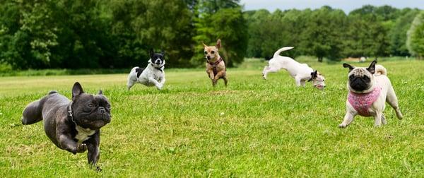 Dogs at play!