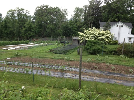 Organically grown flowers and vegetables