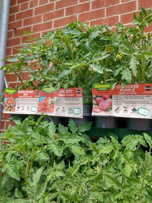 Also getting tomatos