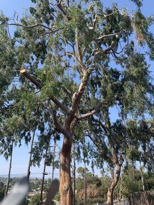 Laced Large Elm Trees