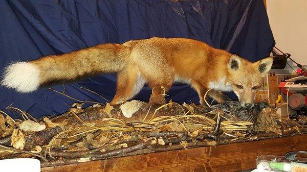 Lifesize with habitat base, Red Fox.