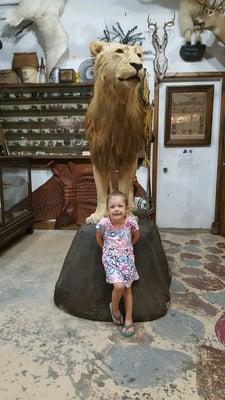 That's a big lion!