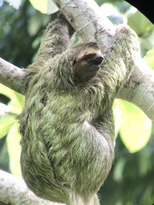 Sloth