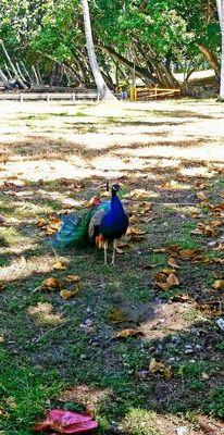 Wild peacock