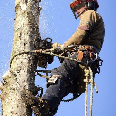 Dunton Tree Service