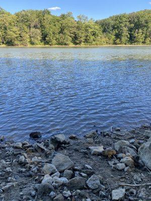 A view of the lake from the shore