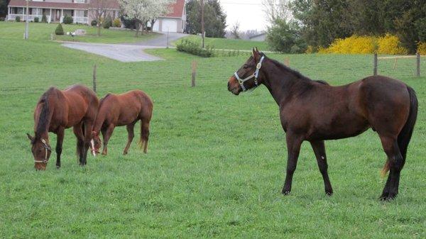 Beautiful pasture for turn out