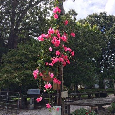 Pink Mandevilla