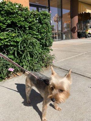 Bella looking gorgeous after her Paw Wash visit with Andy!!