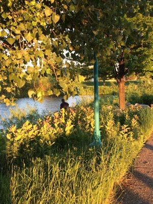 A beautiful place for a walk. Tons of milkweed & other flowers.