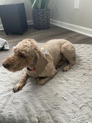 Grooming for golden doodle