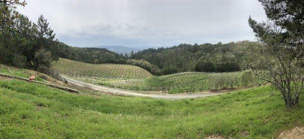 Volante Vineyards