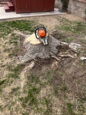 Stump grinding