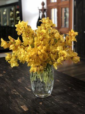 Ray of Sunshine Orchids