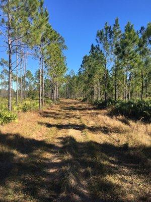 Trail thru the pines