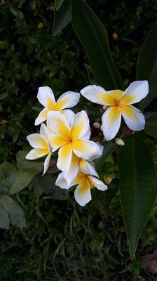 Plumeria