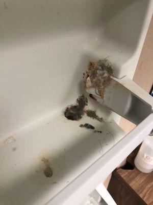 Mold from the student break room refrigerator