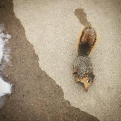 Our mutant squirrels
 Photo by: June Mallory