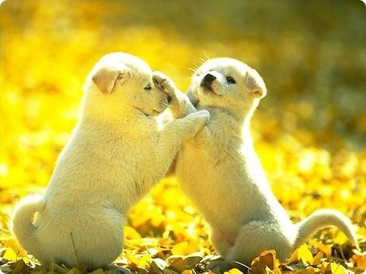 Here at E-Zone Electric we love puppies.  Schedule an appointment today and we'll be sure to show your puppy some love!