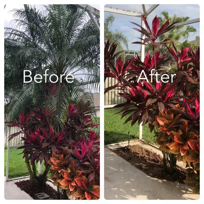 Tree and stump removal in pool area