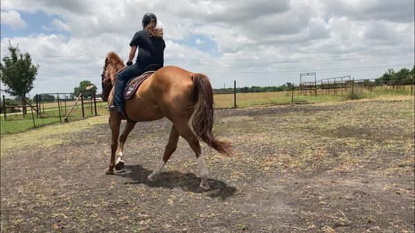 Texas Equine Education & Horsemanship