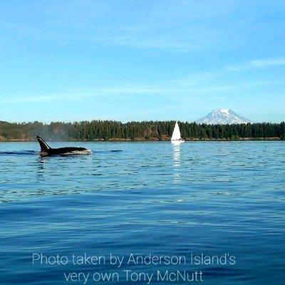 Transient Orca, S/V Solution, and Mt. Rainier